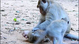OMG !! very hurt , baby monkey got seriously attacked from big king monkey , baby monkey crying so l