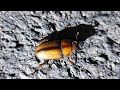 제주도 자연 두점박이사슴벌레 암컷 stag beetle prosocoilus