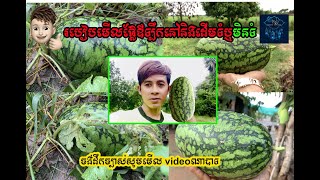 The Success Of Watermelon របៀបមេីលឪឡឹកទំឬមិនទំ