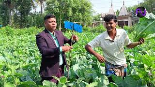 বেগুনের সাথে সাথী ফসল হিসাবে ফুলকপি চাষ। দ্বিগুণ লাভ। Intercropping of bringal with cauliflower.