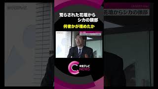 【花壇からシカの頭部】 花壇は荒らされていて何者かが埋めたか　岐阜・美濃市の小学校 #shorts