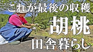 【クルミ収穫】伐採のため最後のクルミ採りになりました。自然豊かな里山暮らしの日々｜村暮らし｜移住｜料理【標高800mの田舎暮らし】