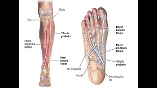 Two Minutes of Anatomy: Tibialis Posterior