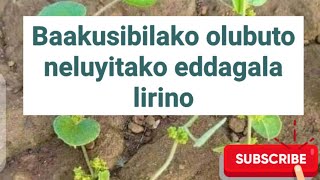 Baakusibilako olubuto neluyitako, eddagala lirino