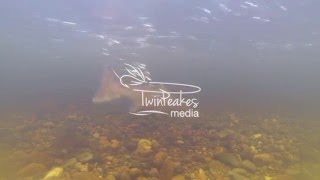 Spawning sequence river Dee