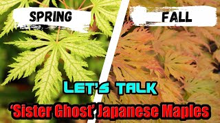 Acer palmatum 'Sister Ghost' | Reticulated Japanese Maples