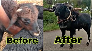 Karnatak Sheep Transformation (2020-2022)😱Unbelievable #transformation