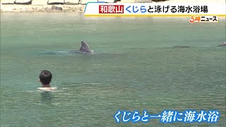 くじらと一緒に泳げる海水浴場オープン　２頭のハナゴンドウを開放　和歌山・太地町「くじら浜海水浴場」（2024年7月19日）