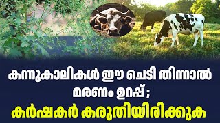 കന്നുകാലികൾ ഈ ചെടി തിന്നാൽ മരണം ഉറപ്പ് ;കർഷകർ കരുതിയിരിക്കുക