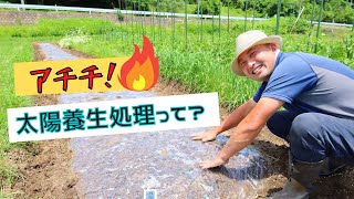 【自然菜園】病虫害対策や団粒構造の土作りに効果アリ！最新の「太陽養生処理！」