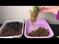 文心蘭不長花苞的原因 馬上這樣做 repotting oncidium in hydroponic expanded clay pebbles.