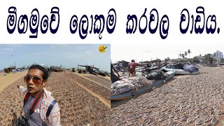 මීගමු කරවල හදන ආකාරය බලමු | How to make Dried fish in Negombo