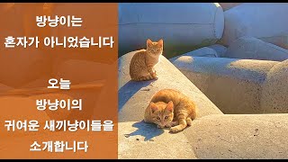 #상족암(방파제 길냥이 가족 Ep4)방파제 길냥이 가족들을 소개해드리겠습니다 #seavillagediary#straycat #alleycat #길냥이