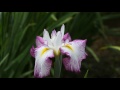 2013水郷佐原水生植物園あやめ祭り（6月1日）