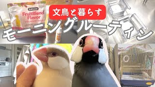 【文鳥のモーニングルーティン】毎朝賑やか！文鳥と暮らす毎日