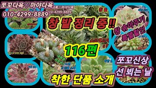 #쪼꼬다육 #116편#창밭정리특별할인#신상소개#착한단품소개#창전문