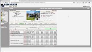 Digital Horses Stallion Breeding Reporting
