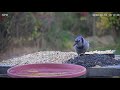 blue jay calling food call