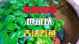 这种植物非常适合古法养鱼，有了它都不用种水草了