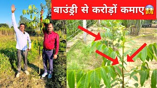 खेत की बाउंड्री से ही 💸 लाखों कमाए || Mahogany Farming in india 📞7015842336 महोगनी की खेती