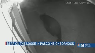 FWC searching for bear on the loose in Pasco County