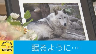 眠るように…円山動物園で飼育されていた唯一のシンリンオオカミ「ジェイ」死ぬ…市民ら献花