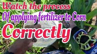 How to Apply Fertilizer for Corn || Style Natin Sa Pag aabono ng Mais