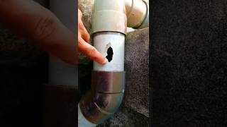 how to deal with water pipe damage quickly and surely #meodoisong #shorts #do it yourself #pvc