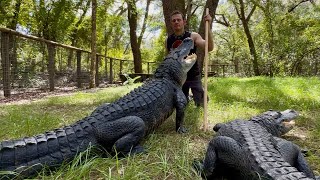 Why are crocs so much more explosive than gators? Gator Q&A