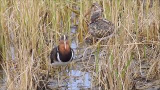 彩鷸(公與母)   Greater Painted snipe(Couple)  タマシギ   26 Jul, 2021