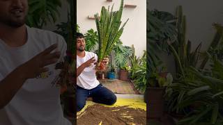 Repotting of snake plant 🪴 #gardeningwithnanav #plants #youtubeshorts