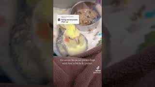 Cockatiel beak grinding #cockatiel #bird