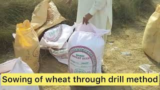 Wheat on Drill Method in Shahdadpur | Sindh Crops | Agriculture with Miran Bux