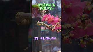 베란다 지키는 홍매(홍천조)꽃이 핑크색의 아름다움과 달콤한 향기는 베란다에서 향수공방으로 외출, 여러분들 즐기세용~!#미니식물 #아벨루스 #반려식물 #매화#유지우