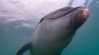 Bottlenose Dolphin, Portland Harbour, Dorset.