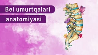 BEL UMURTQALARI ANATOMIYASI- VERTEBRAE LUMBALIS