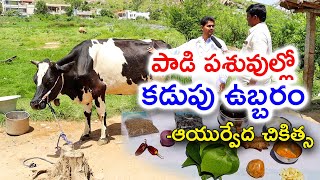 పాడి పశువుల్లో కడుపుబ్బరం సమస్య || ఆయుర్వేద వైద్యం || How to Treat  Bloat in Cows || Karshaka Mitra