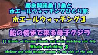 慶良間諸島11島とホエールウォッチングひとり旅★ホエールウォッチング3★船の傍まで来る母子クジラ・Mother and baby whales by the boat・Kerama Islands