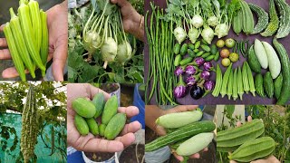 Today Harvest Organic Vegetables Harvest In My Terrace Garden || மாடி தோட்டம் அறுவடை