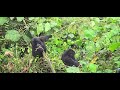 RWANDA Young Gorillas Eating