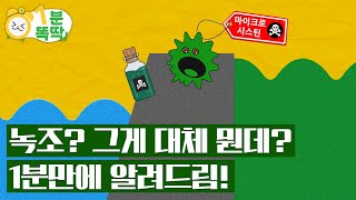 [1분똑딱] 낙동강이 언제부터 초록색이 된 거야? 녹조강? 녹조라떼? 1분만에 알려드림! #shorts