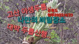 고산 야생두릅 채취..  대박 산행 개두릅(엄나무순)은 아직 어리네요.