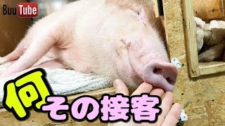 ミニブタつくねの接客態度が酷すぎるんだがwww