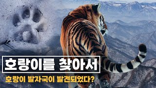 한국 호랑이의 발자국이 발견되었다?  | 한국 야생 호랑이를 찾아서