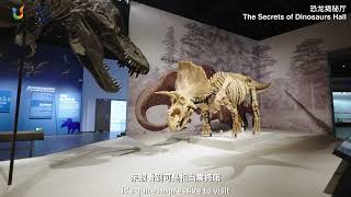 Chengdu Nature History Museum