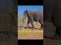 JamTram visits Chobe, Botswana  #travel #safari #fypシ #elephant