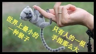 世界上最小的一种猴子，仅仅只有一根人的手指那么大