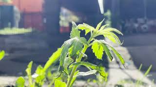 Planting CANNABIS around Manchester | OUTLAW UK ACTIVIST | OverGrowTheGovernment