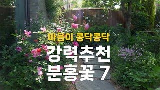 마음이 콩닥콩닥 강력 추천 분홍꽃 7 | 차이브, 추명국, 겹깃털동자꽃, 백리향, 숙근 제라늄 버시컬러, 클레마티스 리틀 머메이드, 장미 퍼퓸 에버스케이프