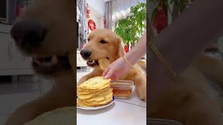 【毛孩子的日常】毛孩兒：今天又吃大損面#金毛犬 #萌宠#可爱 #可爱到爆炸 #狗子#干饭 #干饭狗的日常 #干饭王 #funny #搞笑